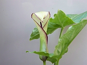 Arum hygrophilum